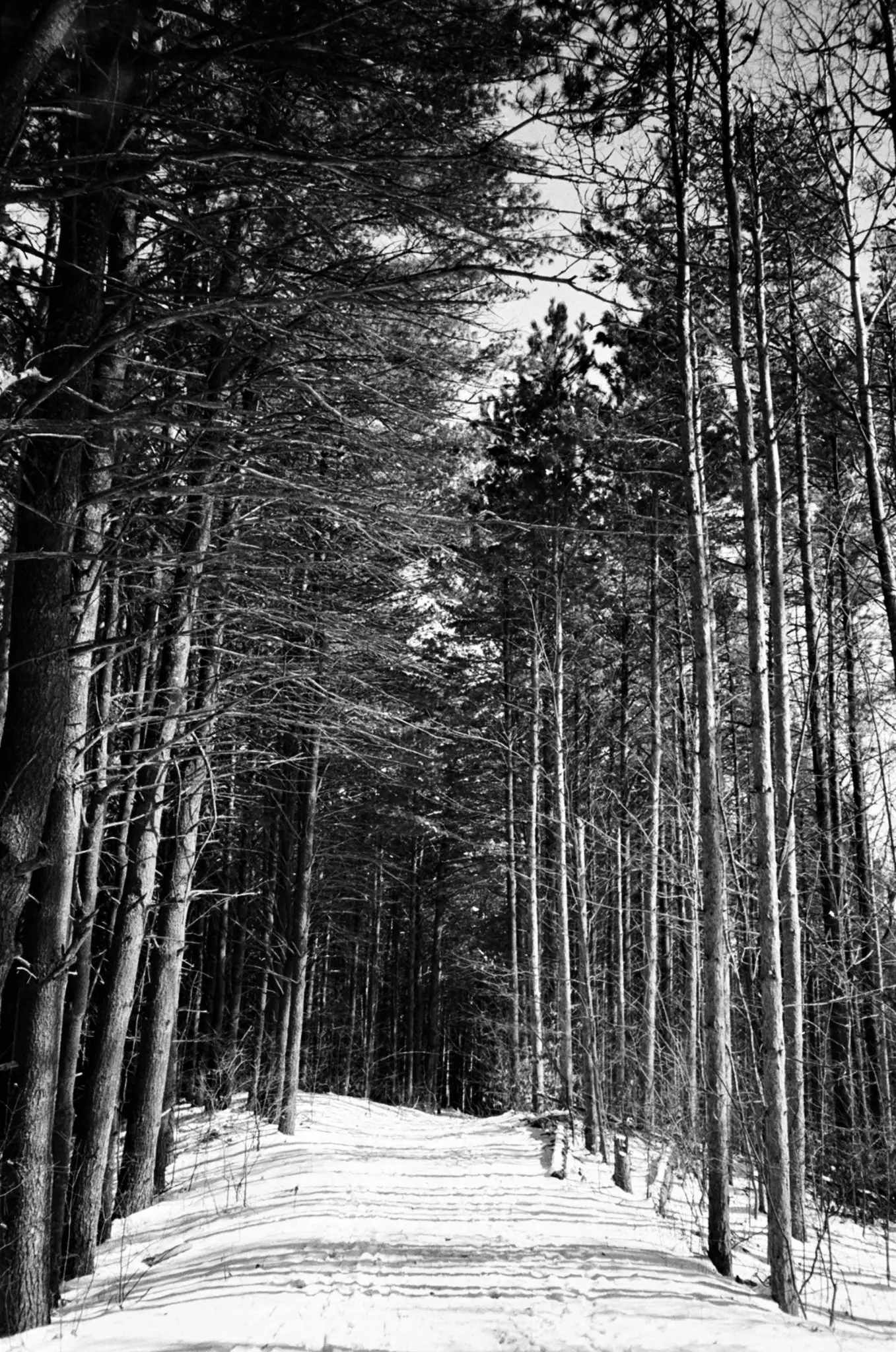 Developed and scanned by AG photo lab