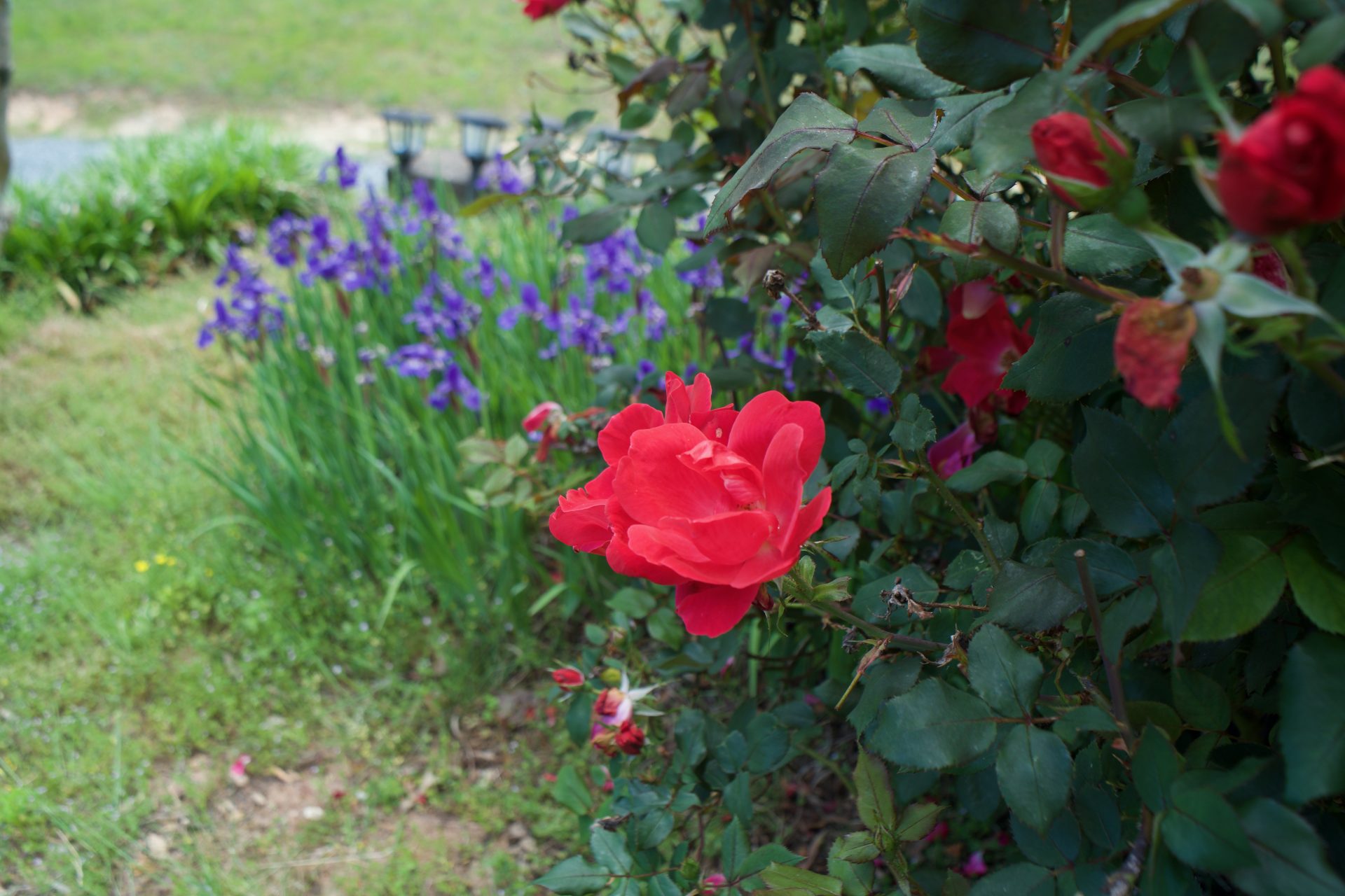 TTArtisan 21mm f/1.5 m240