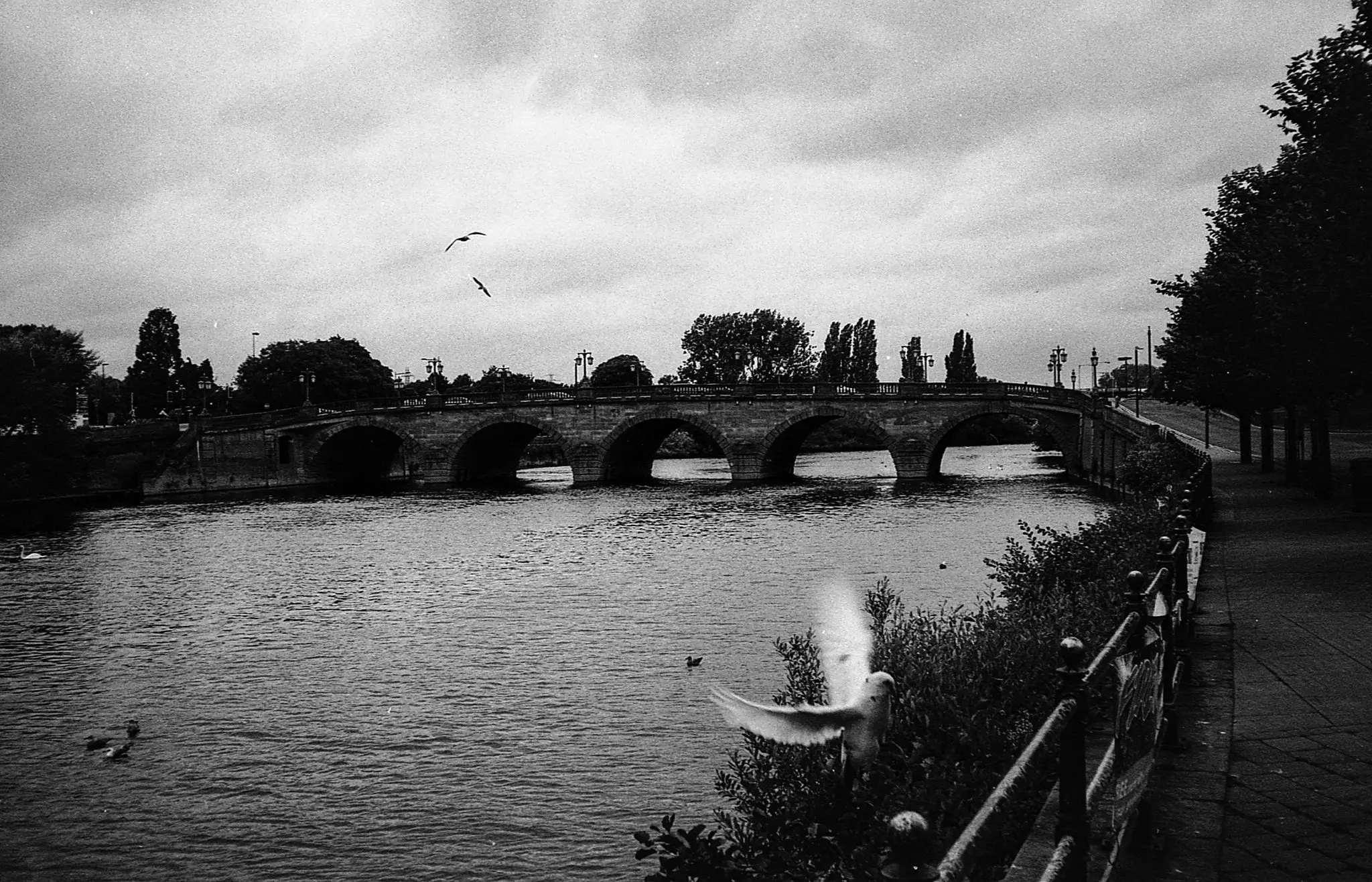 A later thread mount Jupiter 8 & Contax mount Zeiss Sonnar