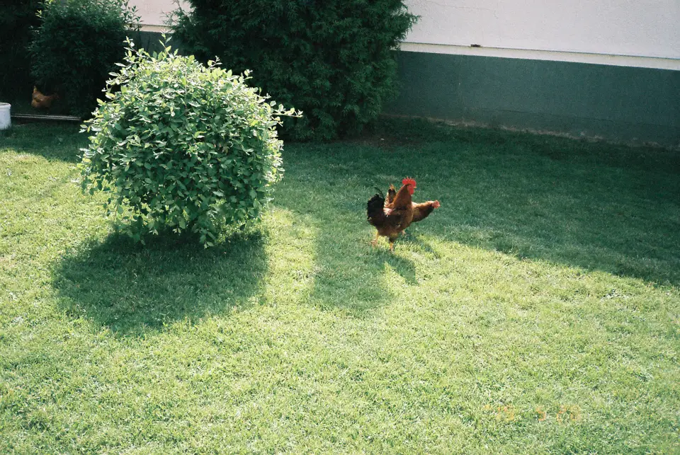 11953388554_1a60bf0d47_b