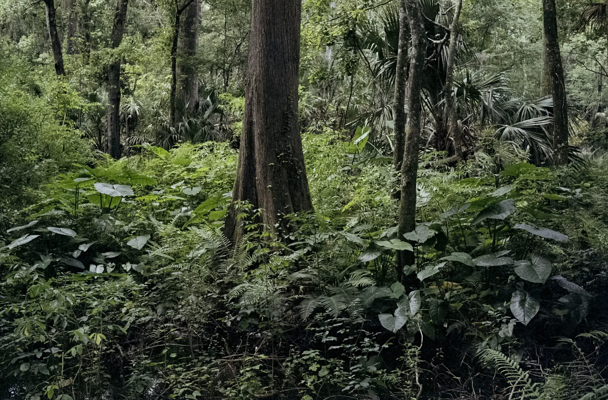 VUWS in Superheadz wide and slim guise