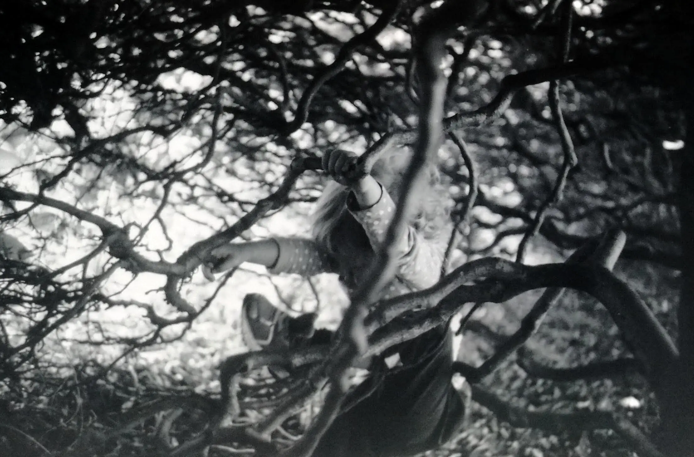 Holga 120N with Kodak Ektar 100 6X6 mask