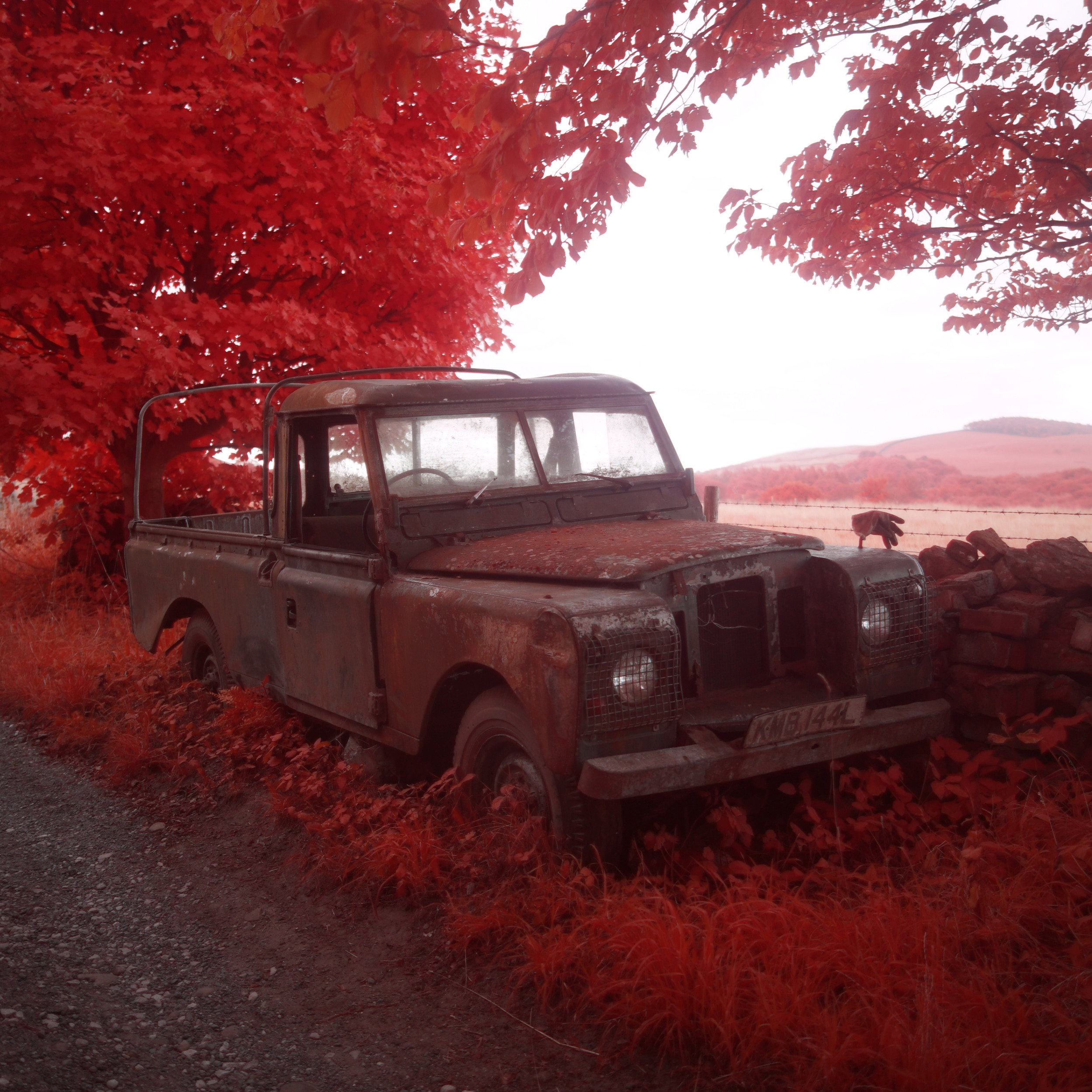 Black and white image of a flowering shrub.