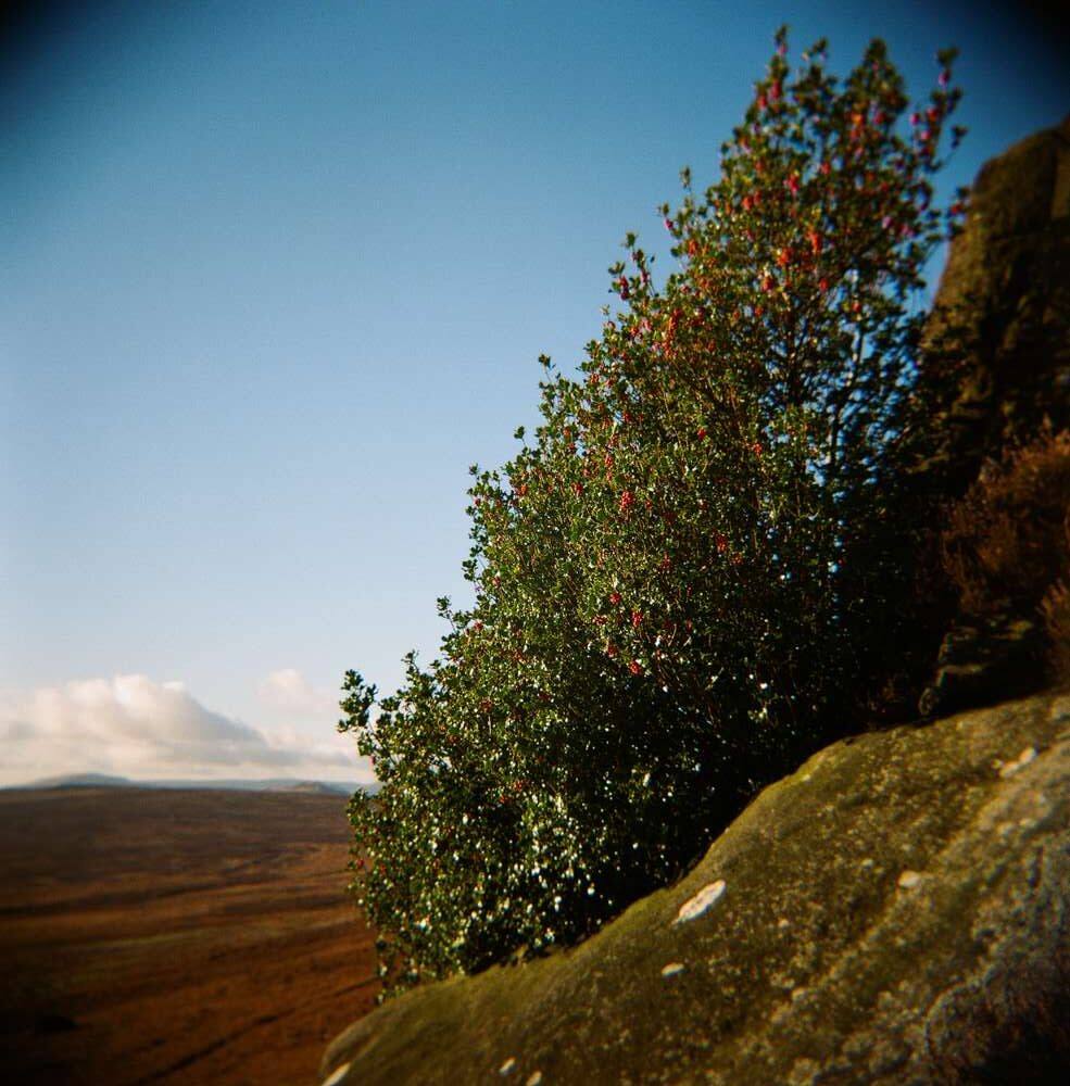 Holly Bush on Stanage Edge