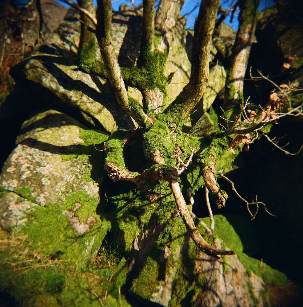 Tree base with roots and moss