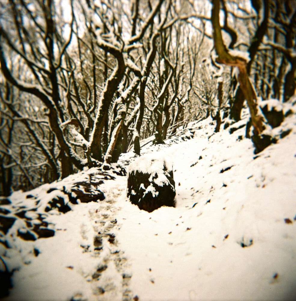 Snowy path with rock and trees