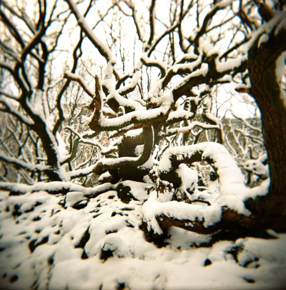 Snowy path trees