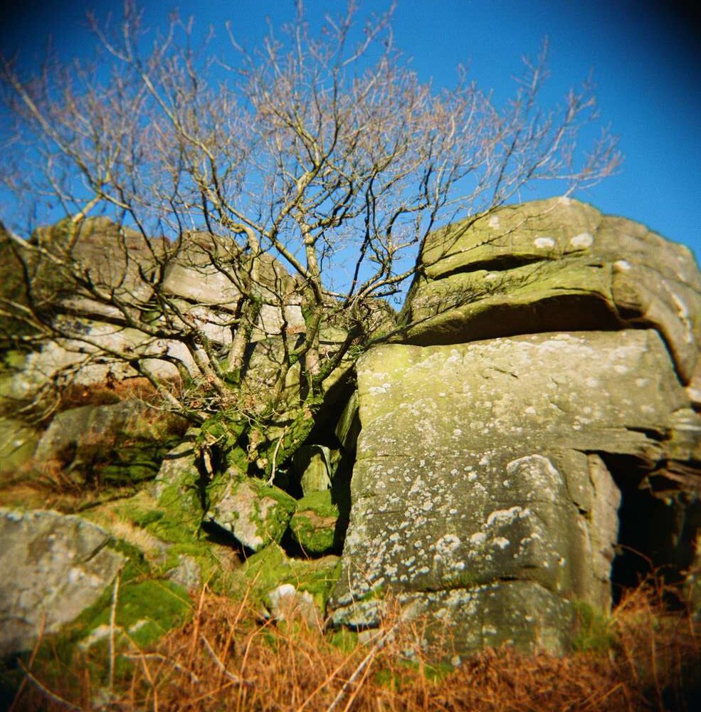 Tree growing out of rocks