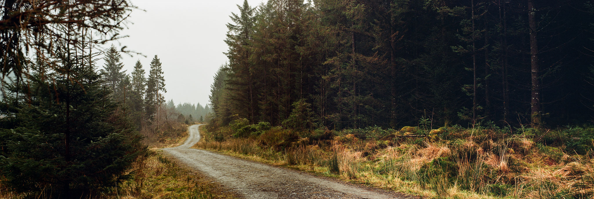 A panoramic image of a track through Hafren Forest.