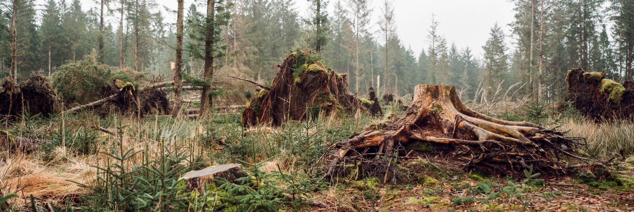 A panoramic image of felled trees and tree stumps