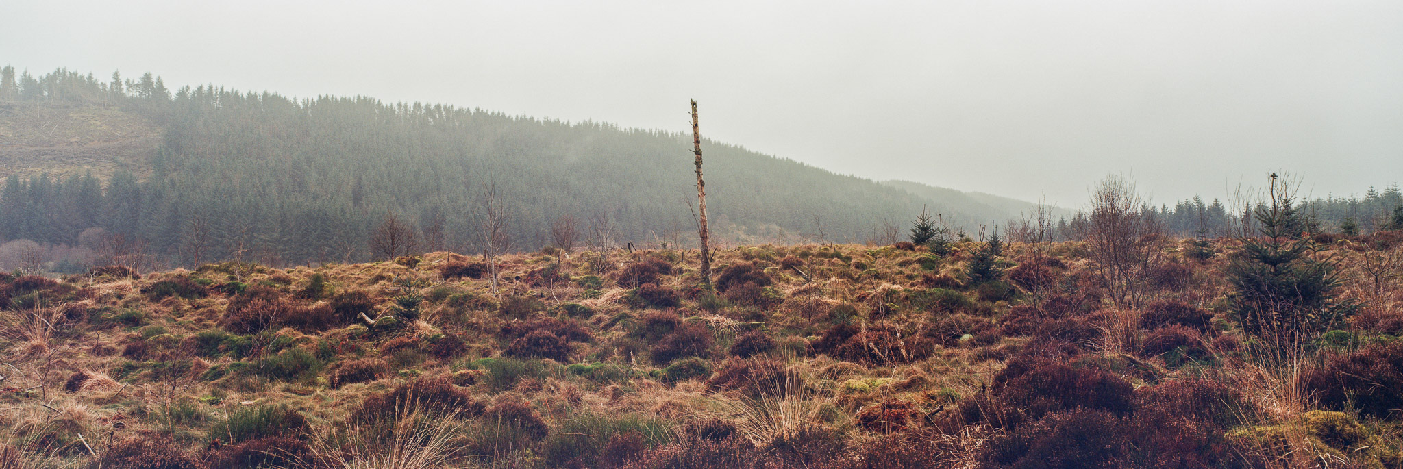 A panoramic image of a medium tall, denuded tree trunk stands in a damp Welsh landscape