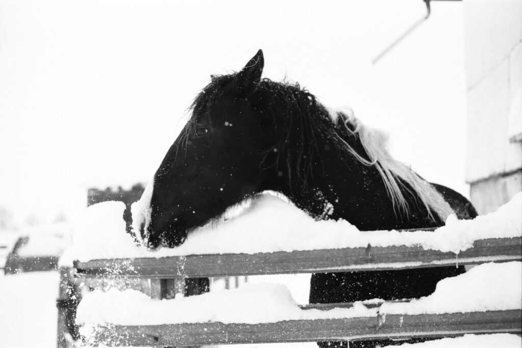 Horse in Snow