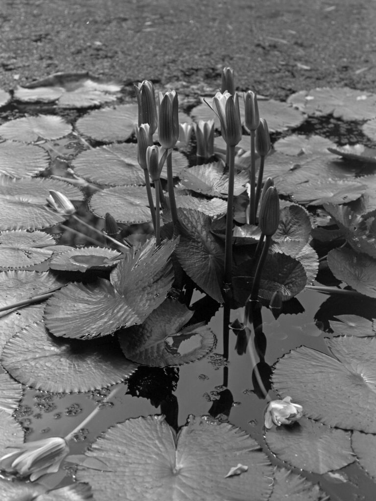 Water lilies