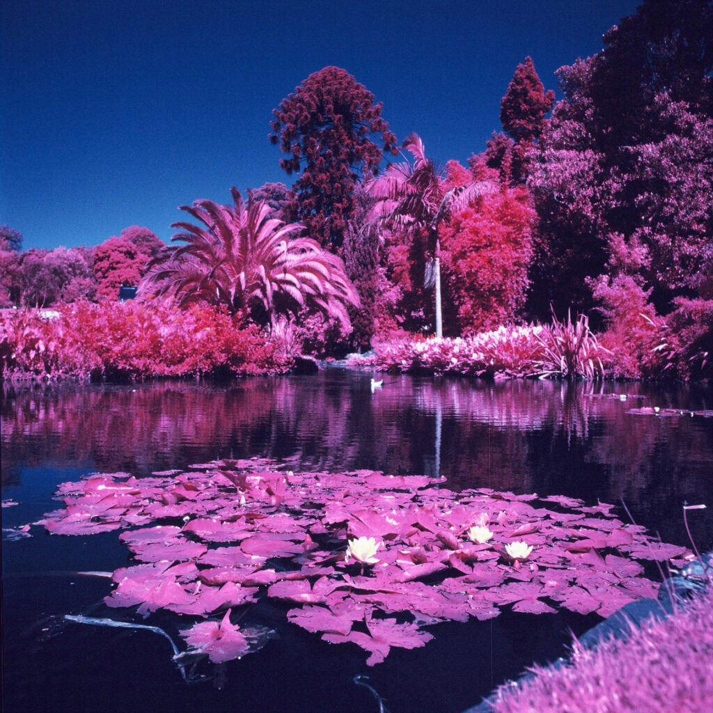 Royal Botanic Gardens, Melbourne. Hasselblad 503 CX and 80mm f/2.8. Mid Yellow Filter.
