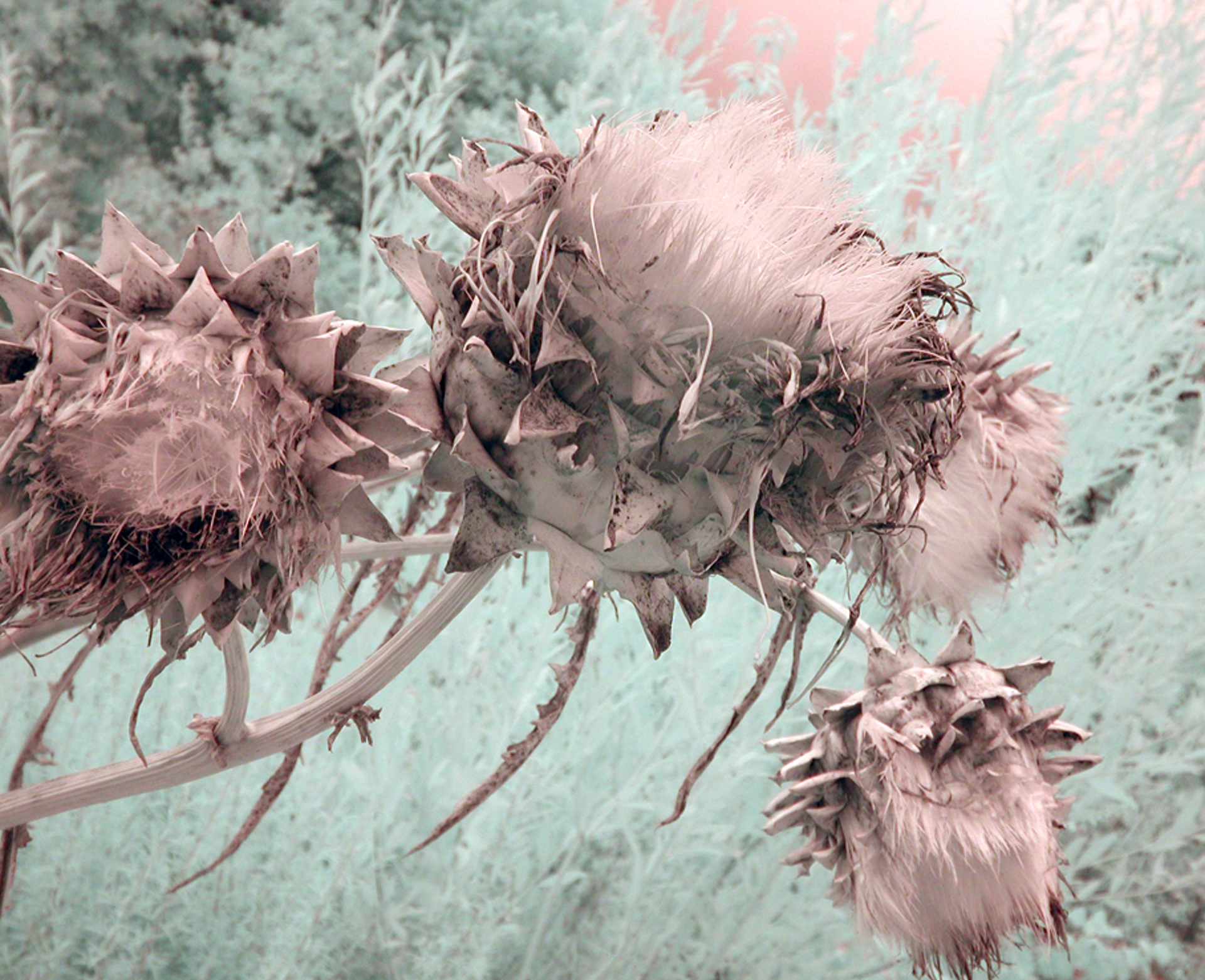 Digital infrared photo of artichokes past their prime in Paris