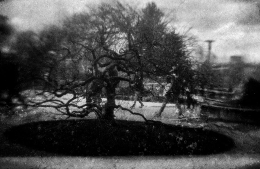 Japanese Maple in the rain