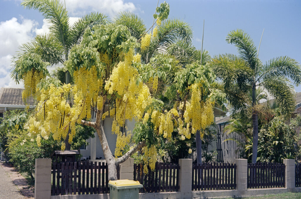 Cassia
