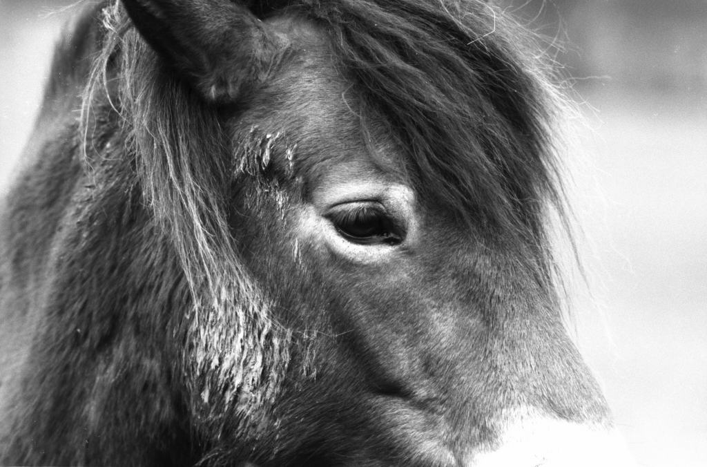 Exmoor pony