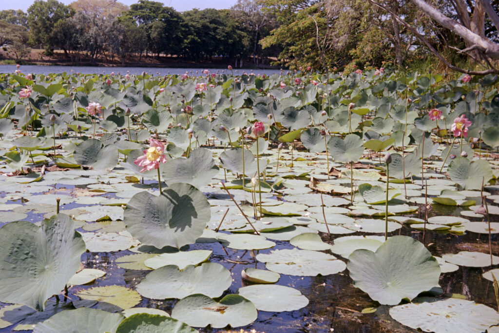 Lotus flowers