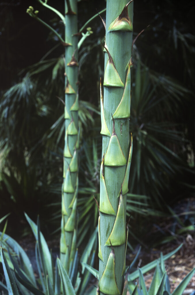 Agave spikes