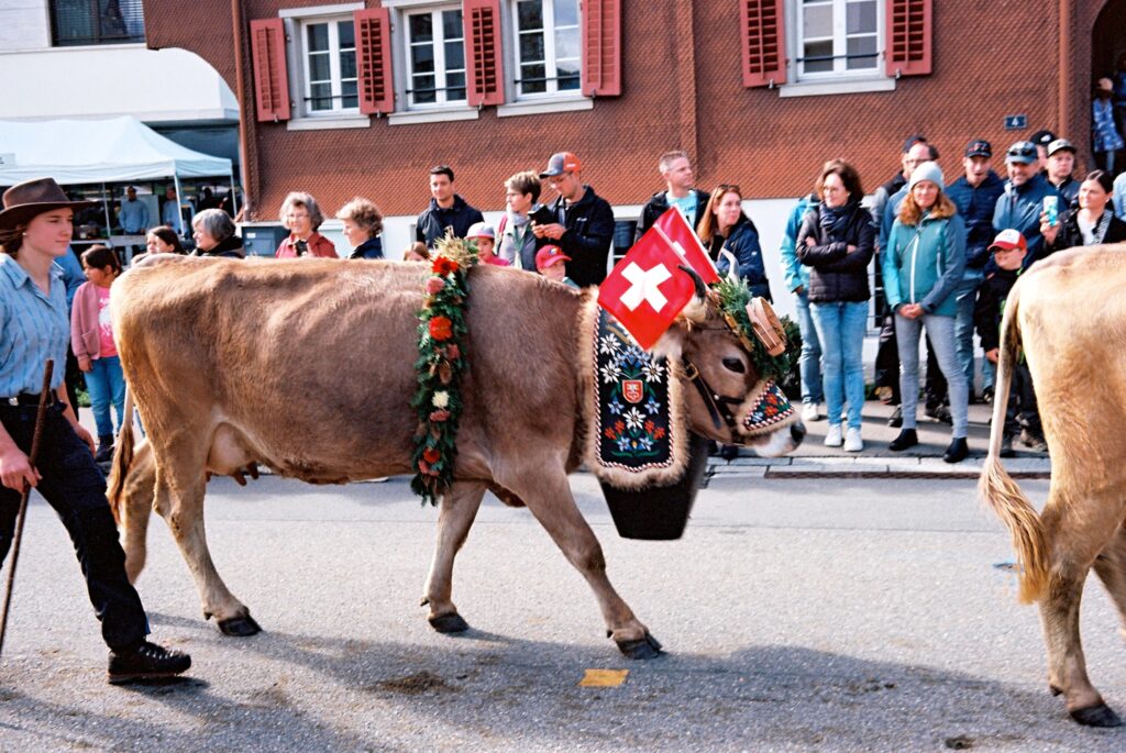 Picture of a heifer wearing a bell and Swiss flags walking down a street as part of a parade.