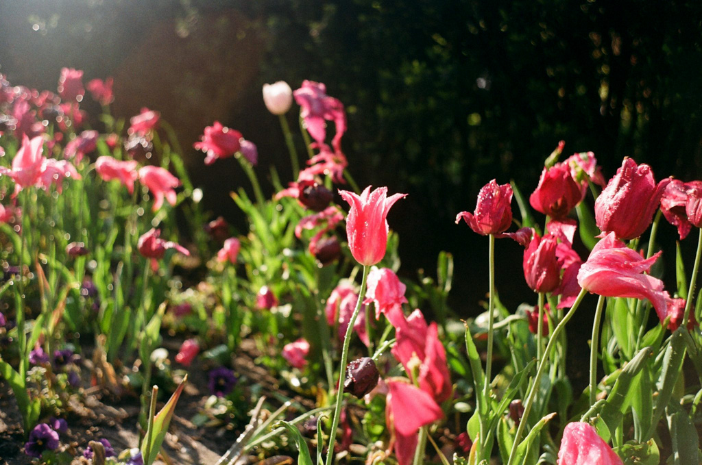 Leitz Elmar 9cm f/4 - example of bokeh and low contrast